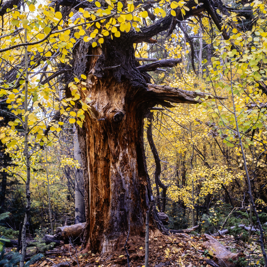 San Isabel National Forest