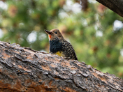 Rocky Mountain National Park