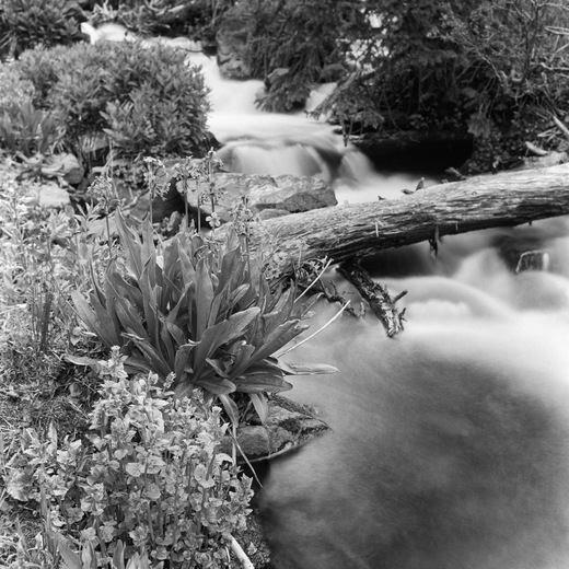 San Isabel National Forest