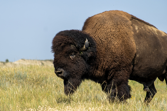 Theodore Roosevelt National Park