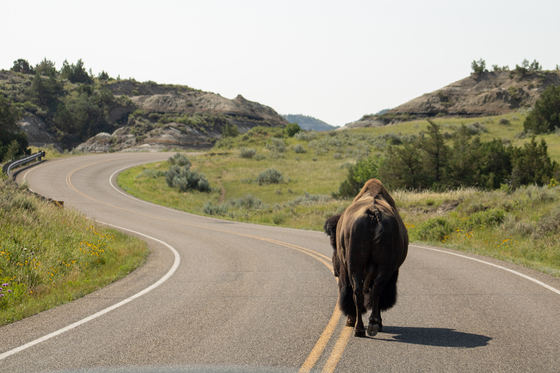 Theodore Roosevelt National Park