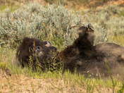 Theodore Roosevelt National Park