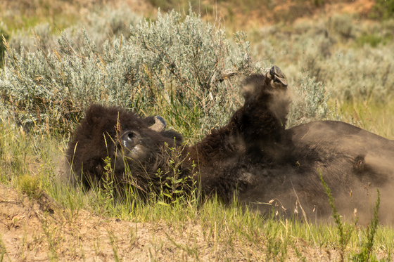 Theodore Roosevelt National Park