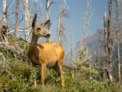 Glacier National Park