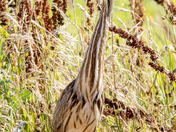 Sacramento National Wildlife Refuge 