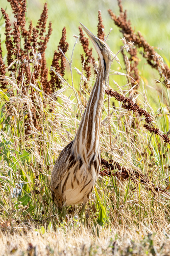 Sacramento National Wildlife Refuge 