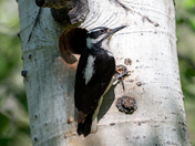 rocky mountain national park