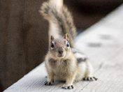 Glacier National Park