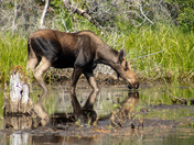Glacier National Park