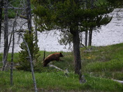 Yellowstone National Park