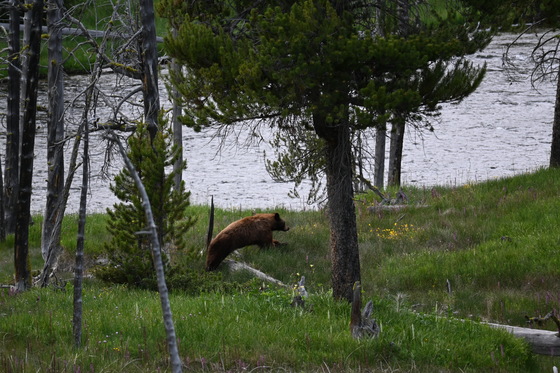 Yellowstone National Park