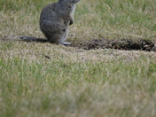 Yellowstone National Park