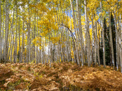 Gunnison National Forest