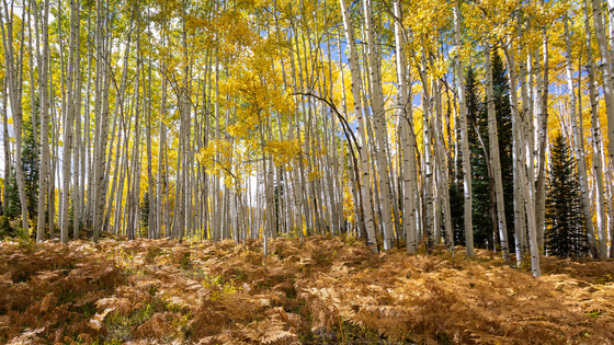 Gunnison National Forest