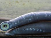Bonneville Lock and Dam