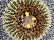 Joshua Tree National Park 