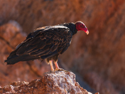 Pinnacles National Park