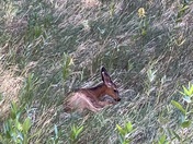 Capital Reef National Park