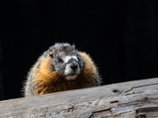 Sequoia National Park