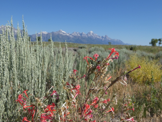 Grand Teton National Park
