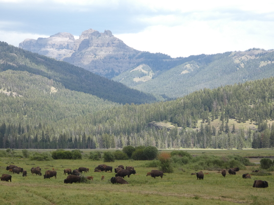 Yellowstone National Park