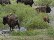 Yellowstone National Park
