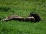 Yellowstone National Park