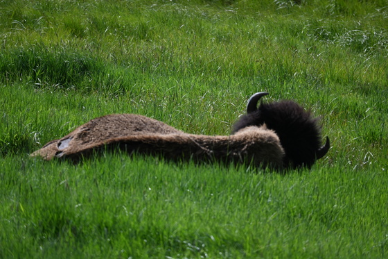 Yellowstone National Park