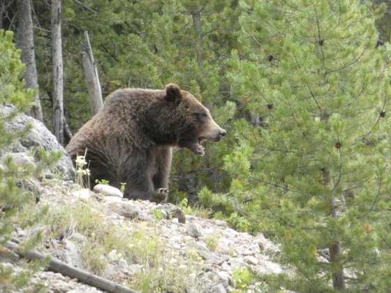 Yellowstone National Park