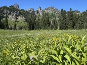 Mt. Rainer National Park