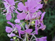 Glacier National Park