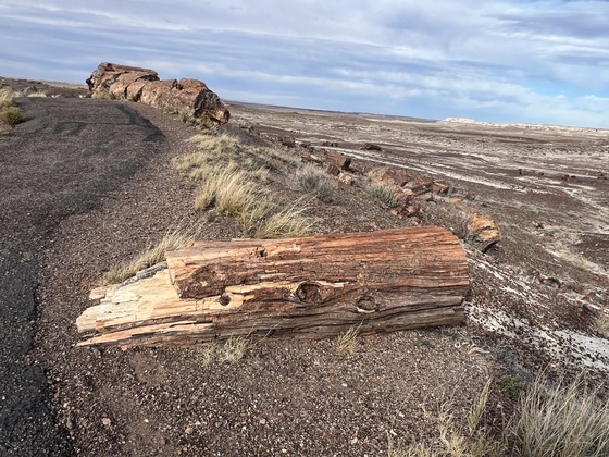 Petrified Forest National Park