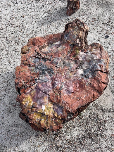 Petrified Forest National Park