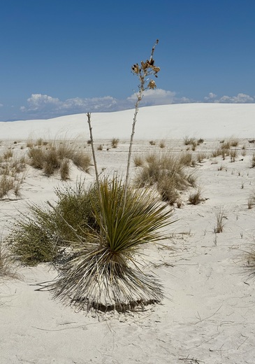 White Sands National Park