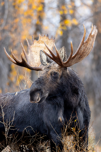 Grand Teton National Park