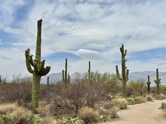 Saguaro National Park