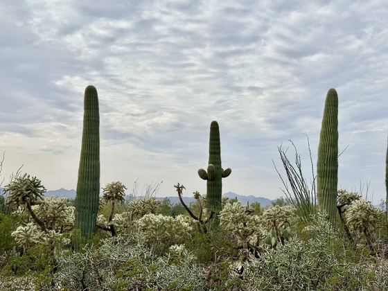 Saguaro National Park