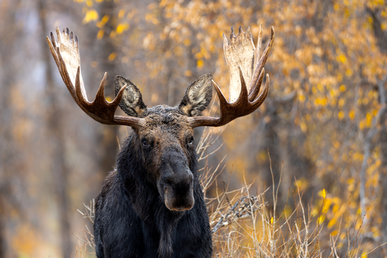 Grand Teton National Park