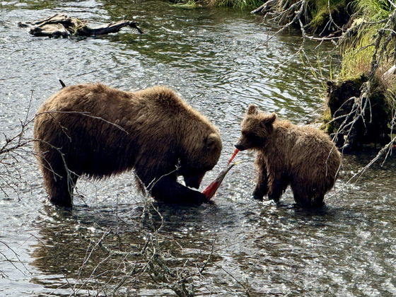 Katmai National Park