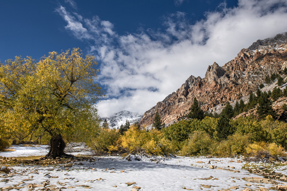 Inyo National Forest