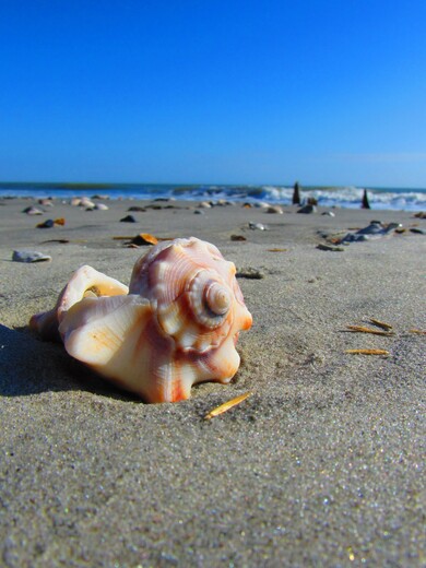 Cape Romain Wildlife Refuge