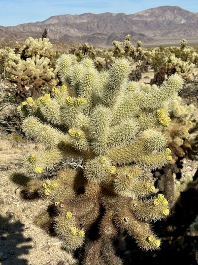 Joshua Tree National Park