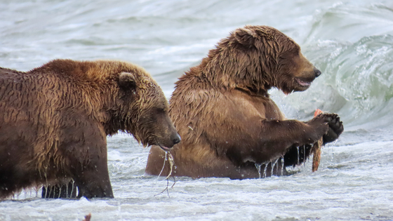 Katmai National Park and Preserve