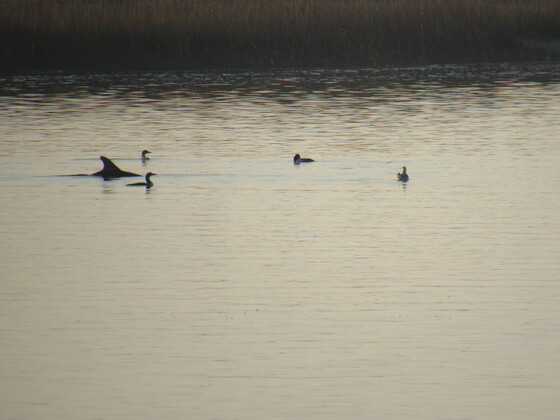 Cape Romain Wildlife Refuge