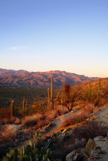 Saguaro National Park