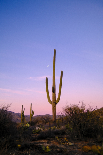Saguaro National Park