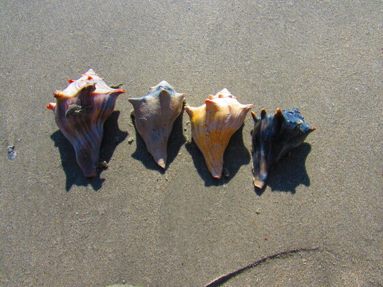 Cape Romain Wildlife Refuge