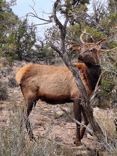 Grand Canyon National Park