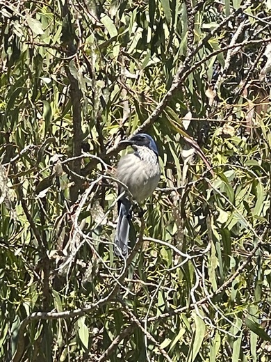 Channel Islands National Park