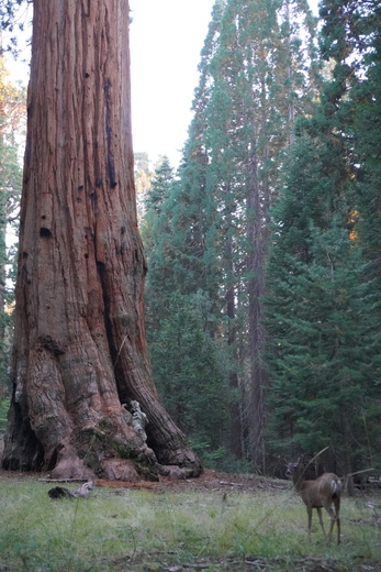 Sequoia National Park